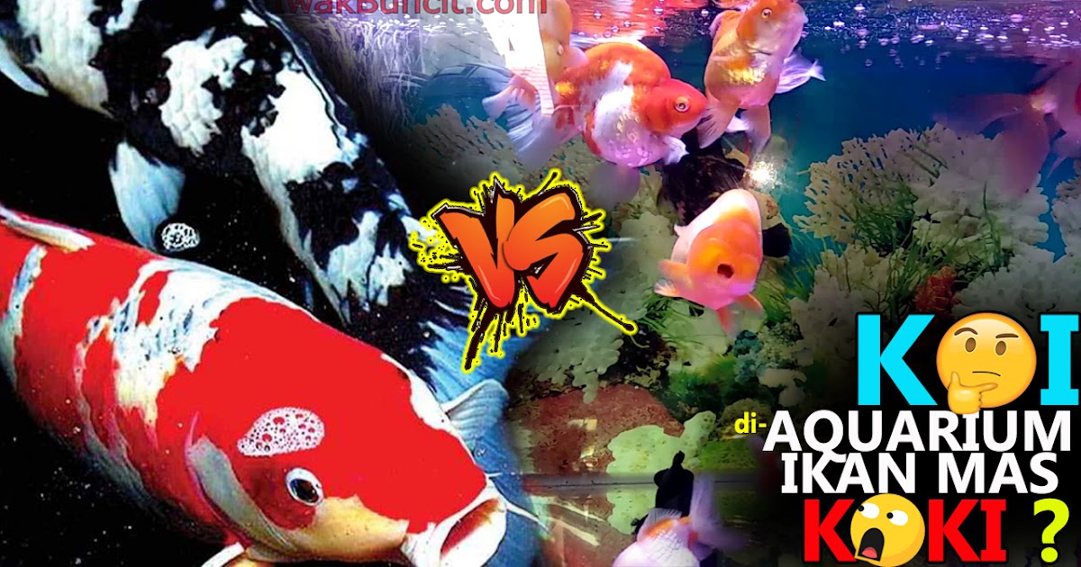 Bolehkah Menggabung Ikan Koi Dengan Ikan Mas Koki Dalam 1 Aquarium