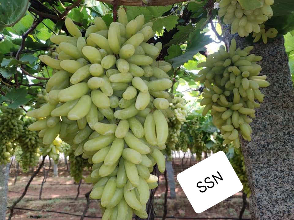 виноград черный сапфир. киш миш аватар виноград. кишмиш аватара. виноград мун дропс. виноград кишмиш юпитер.