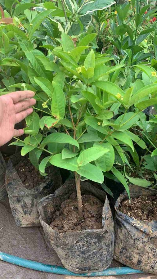 jambu air kancing Tagineri