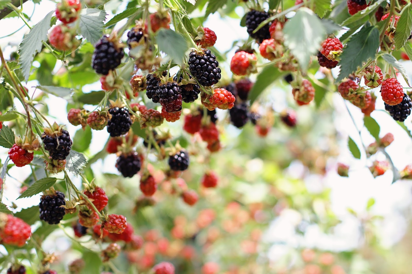 Running from the Law Blackberry Picking at Eckert's Farms