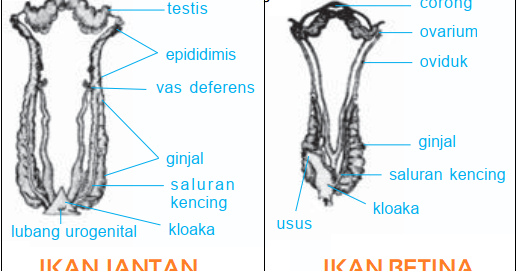 Gambar Bagian Reproduksi pada Ikan, Katak, Reptil, Burung, dan Mamalia