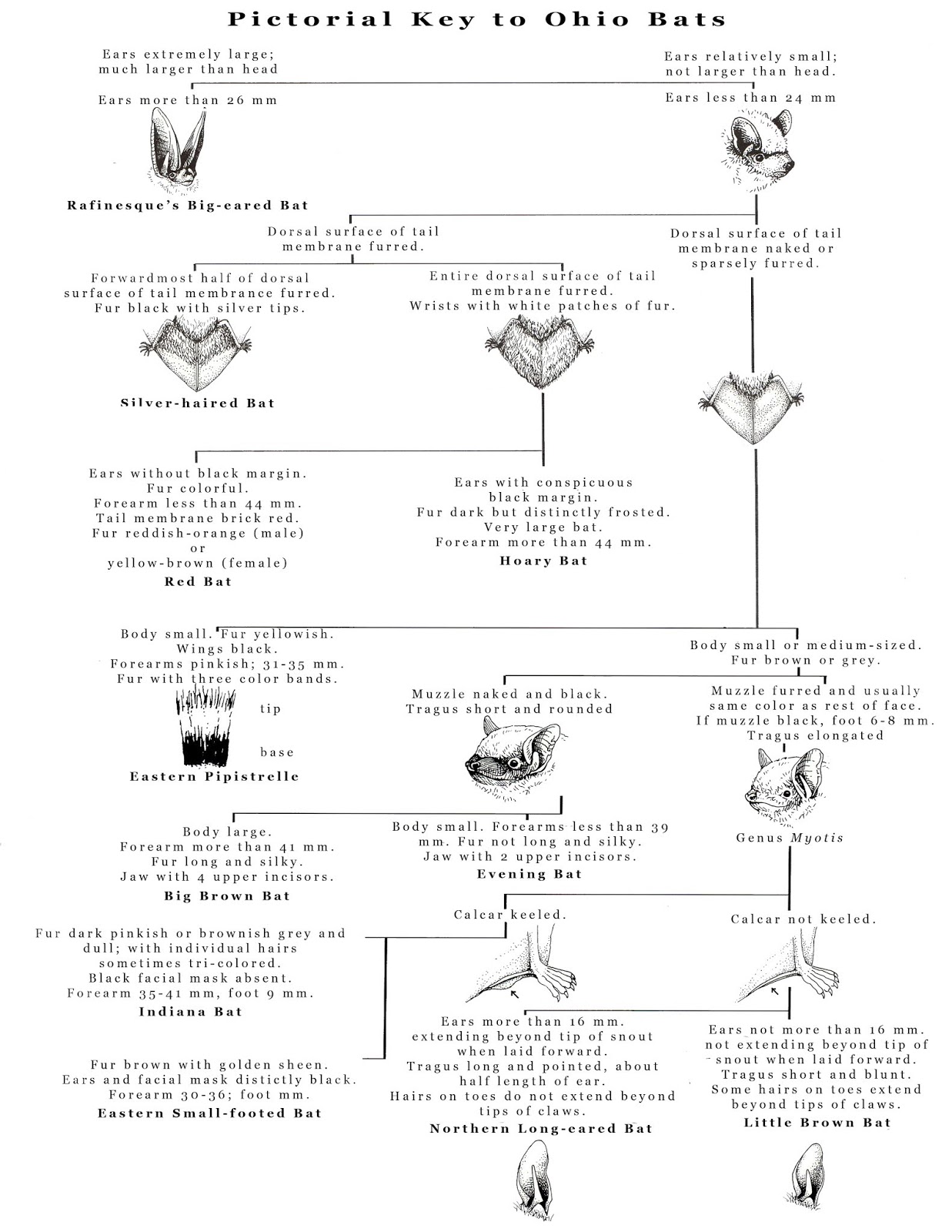 Bat Conservation Bats of Ohio