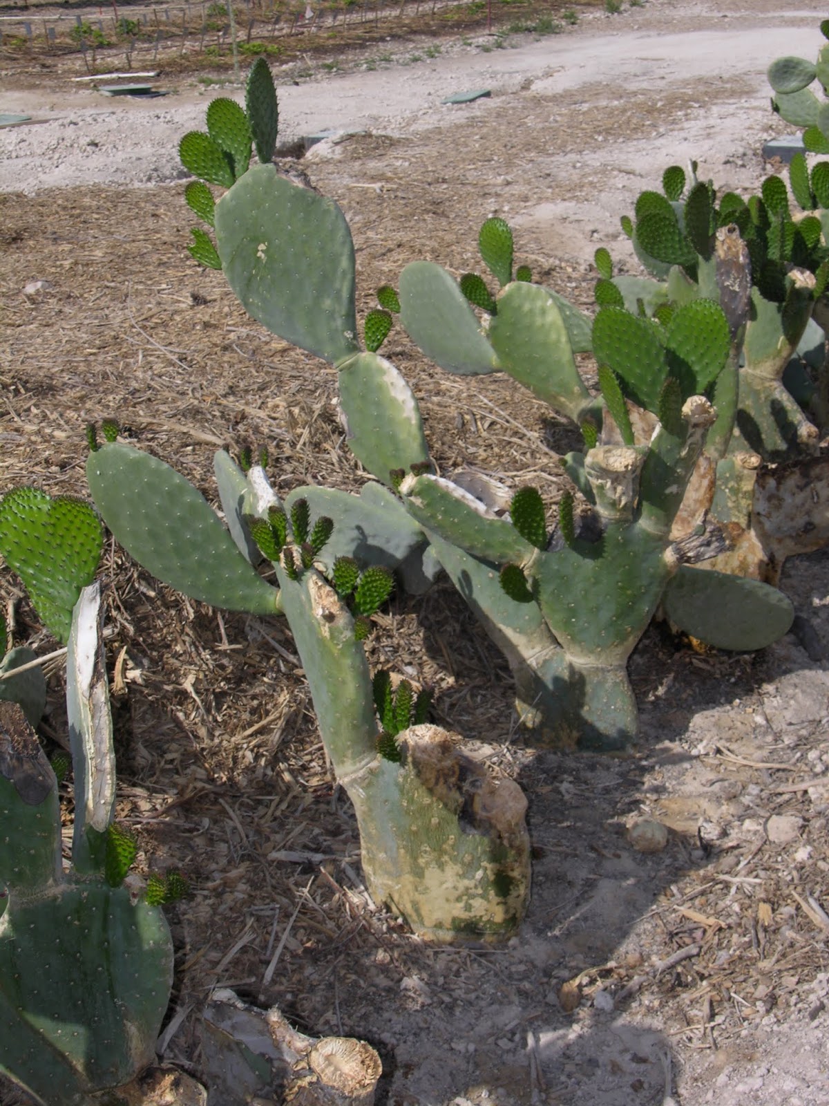 Xtremehorticulture of the Desert Some Cacti are Tender to Winter