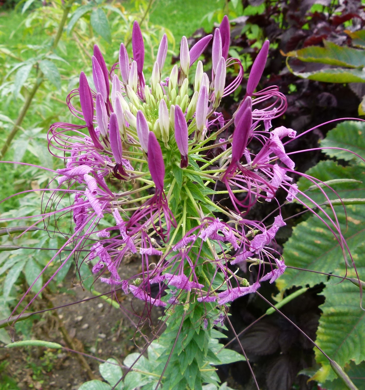 Plant World Cleome hassleriana