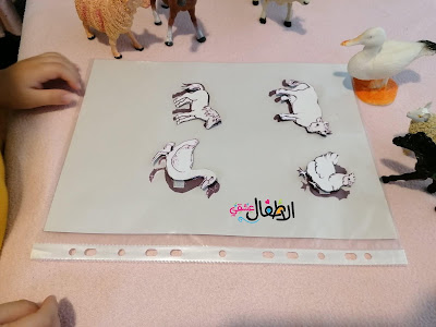 مطابقة الحيوان وظله