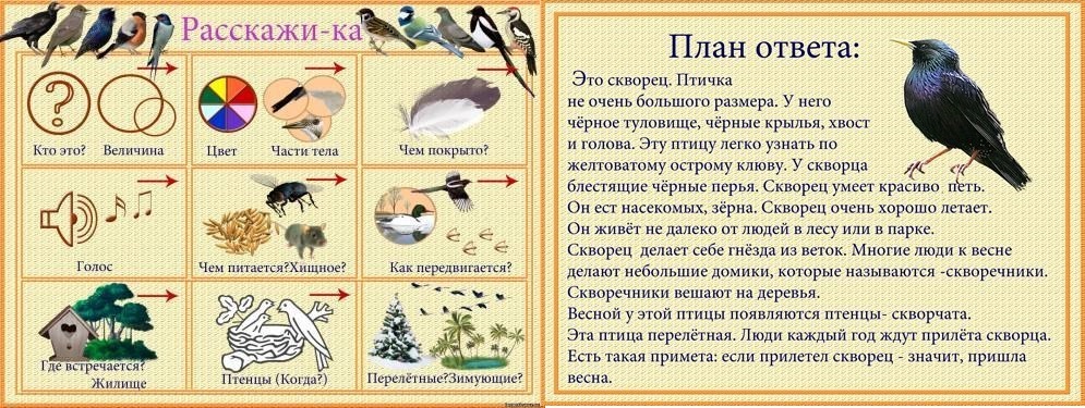 схема для составления описательного рассказа о птицах. составление рассказа по опорной схеме зимующие птицы. составление рассказа о зимующих птицах. составление рассказа о птицах для дошкольников. схема зимующие птицы.