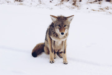 alt="joven coyote"