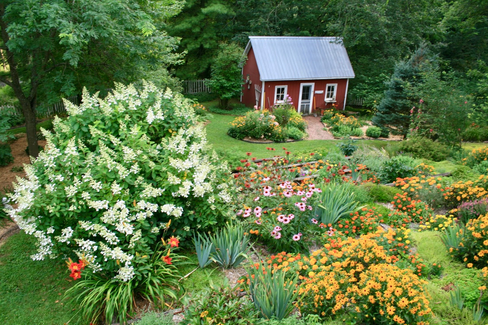 Snowball Viburnum Viburnum Macrocephalum Photos