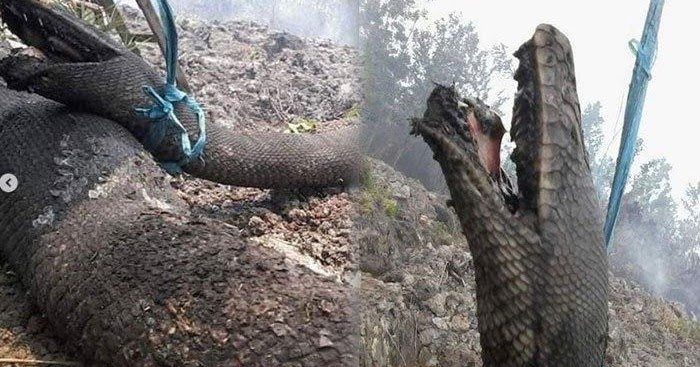 Ular Piton Raksasa Hangus Terbakar Dalam Kebakaran Hutan Ular