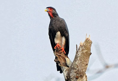 Caracara garganta roja Ibycter americanus