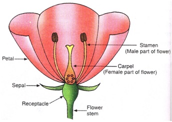 SRF1 - पुष्पीय पौधों में लैंगिक प्रजनन