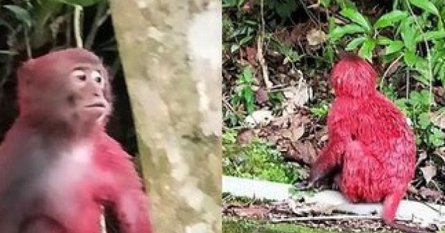 Cara Mengatasi Serangan Hama Monyet Pada Perkebunan Unrang Cara Mengatasi Serangan Hama Monyet Pada Perkebunan Unrang