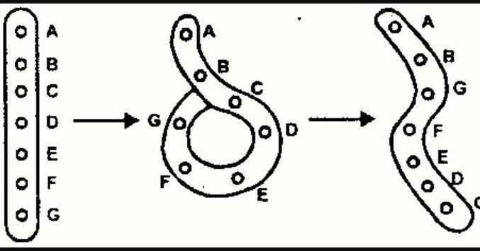 Mutasi Dapat Terjadi Pada Kromosom Yang Patah Dan Terlepas Kemudian Segmen Yang Terlepas Menempel Pada Kromosom Lain Yang Tidak Homolog Diagram Yang Menggambarkan Mutasi Tersbut Adalah Blog Pak Pandani