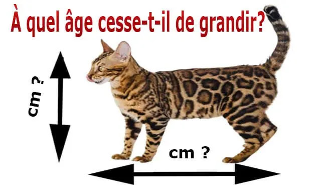 chats bengal suisse anti aging