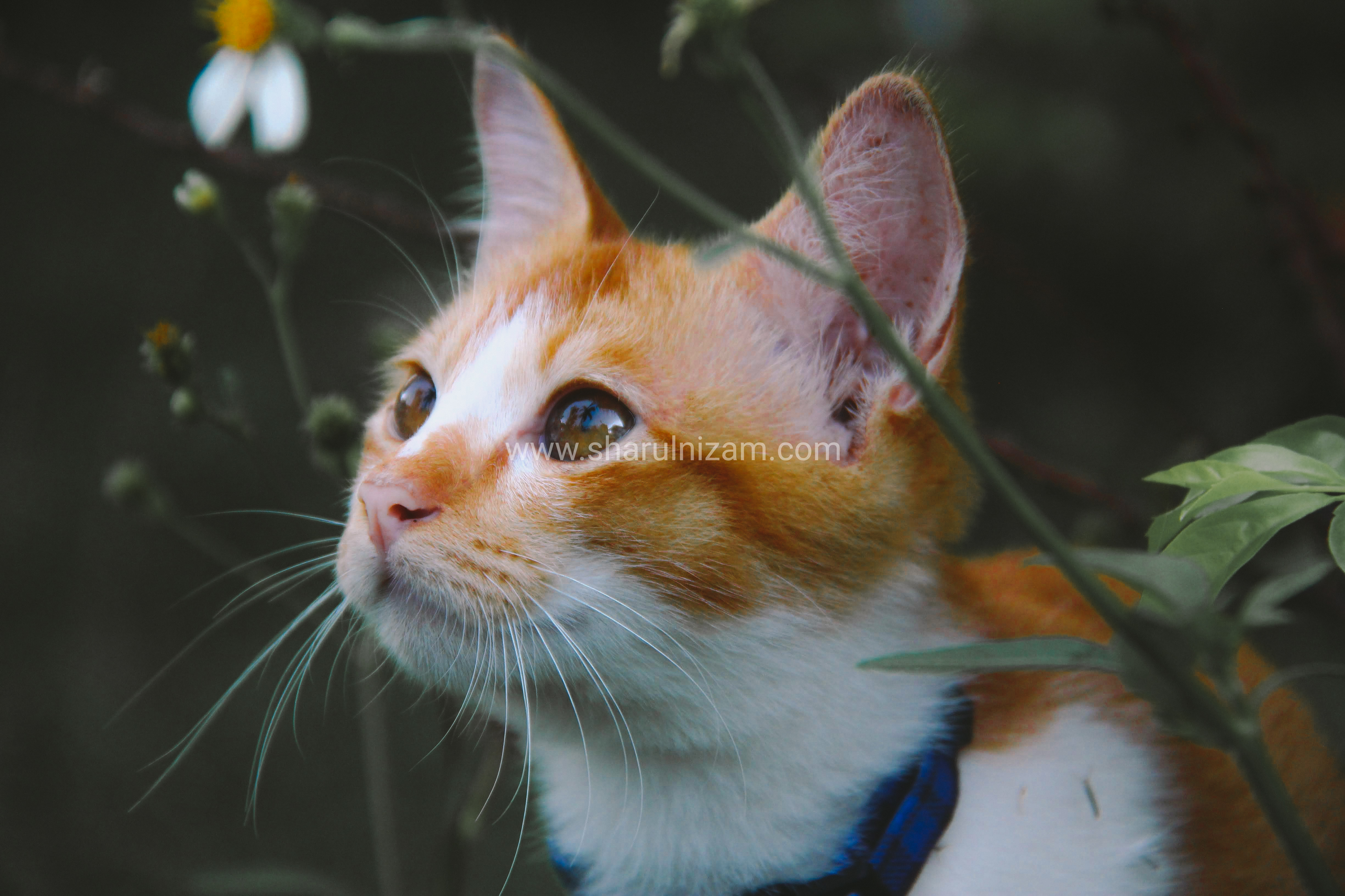 Koleksi Gambar Kucing Comel