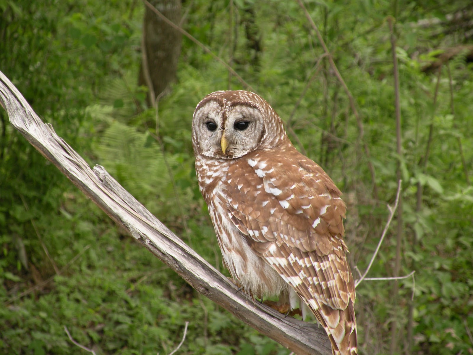 Mary's Louisiana Garden Barred Owl