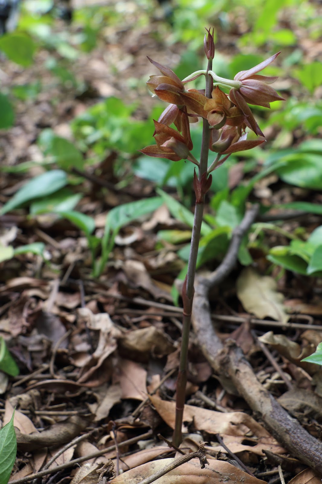 野花散步 山芋蘭奇緣