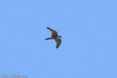 Falcó pelegrí (Falco peregrinus)