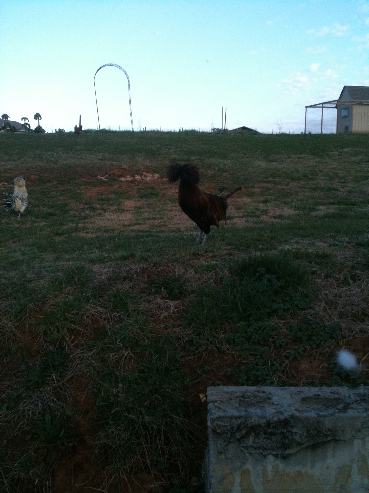 Corn Allergy Aid Processing Cornish Cross Chickens