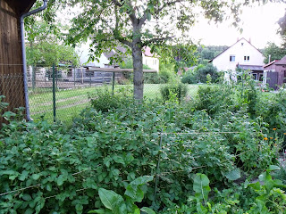Abendstimmung im Gemüsegarten (C) by Joachim Wenk Abendstimmung im Gemüsegarten (C) by Joachim Wenk