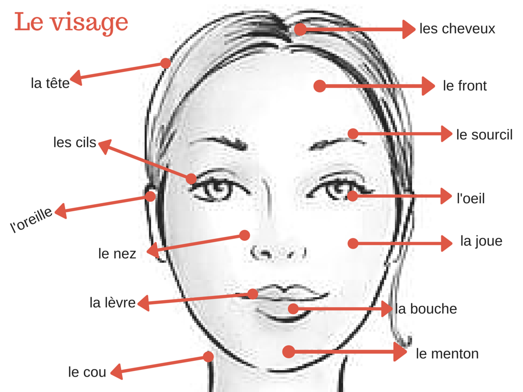 Лицо названное по действию. Части тела на французском языке. Части лица на французском языке. Части тела и лица на французском. Части лица по французски.