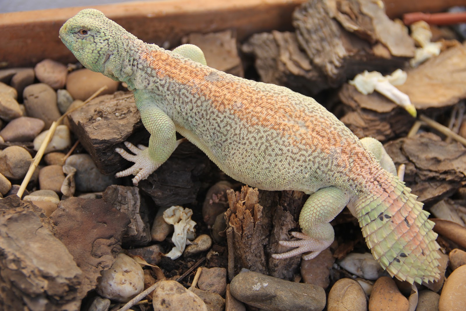 UROMASTYX DE HERMANIELDI: UROMASTYX THOMASI.