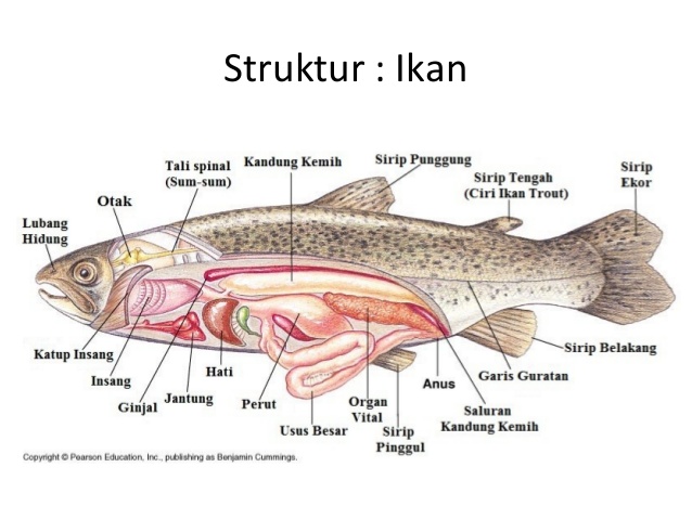 Gambar Organ Ikan Dan Fungsinya Gambar Ikan HD