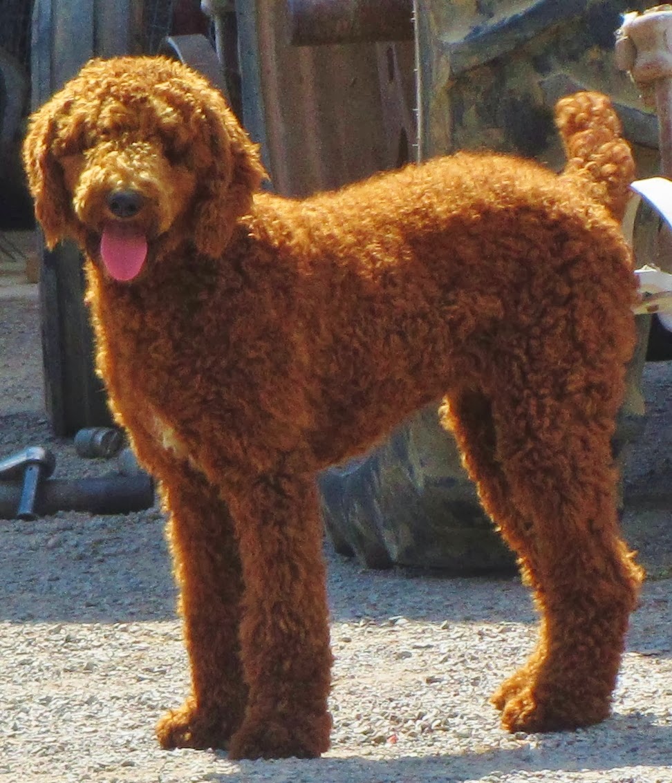 TOODLES DOODLES-Golden doodles and Irish doodles: Meet the Parents