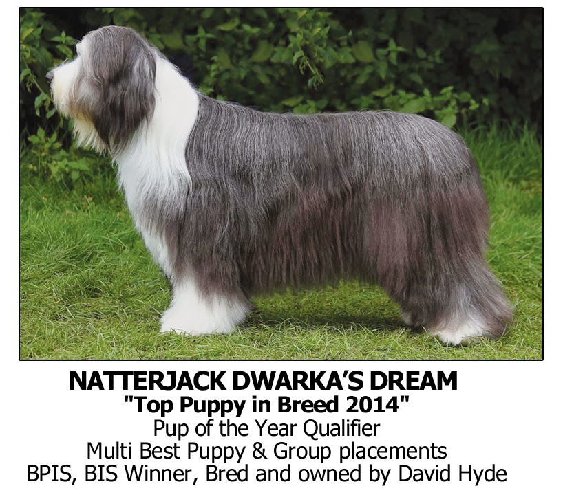 Professional Dog Grooming Shampoo MD10 Collection Champu para Perros