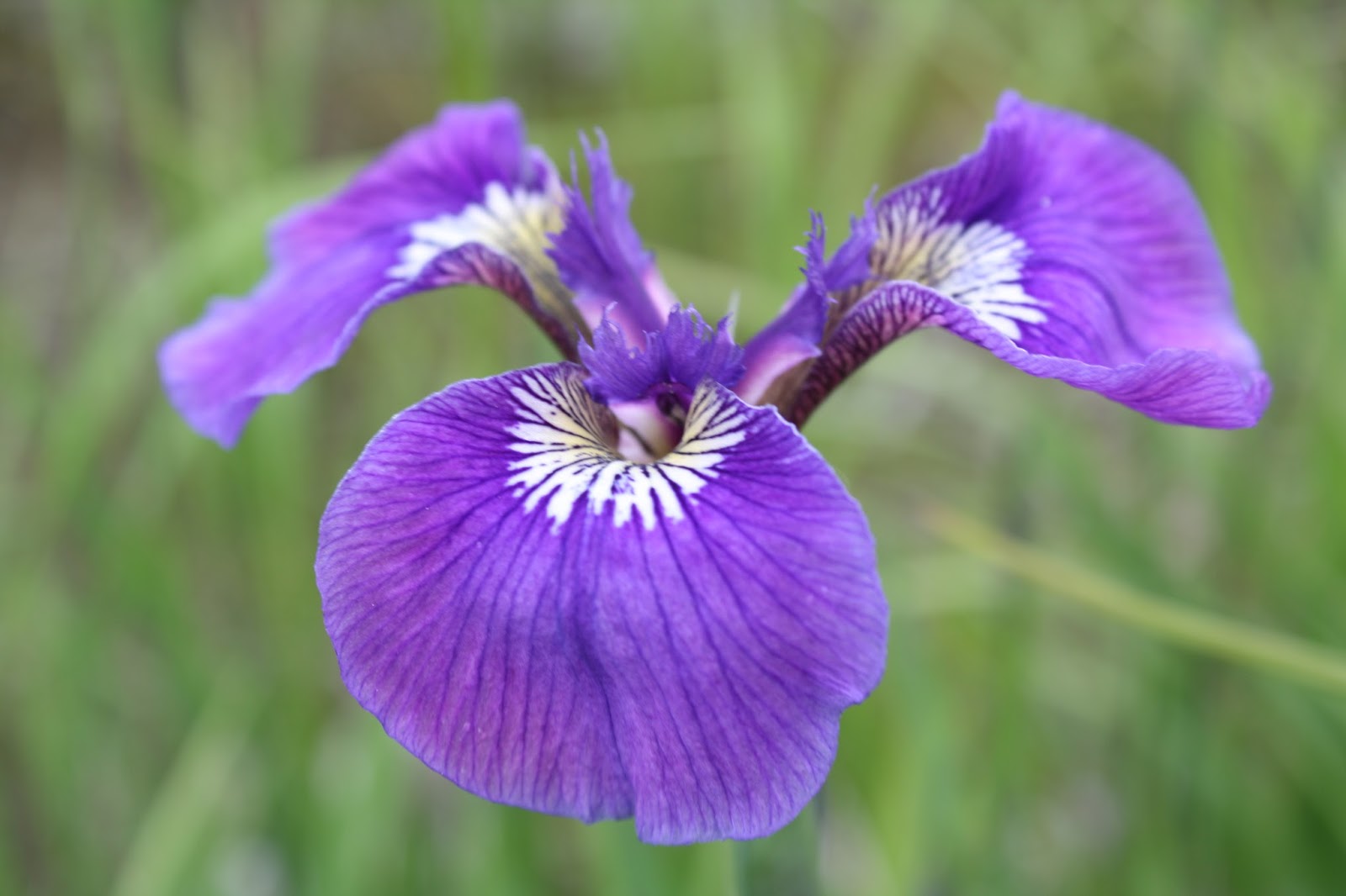 World of Irises US Native Iris A Look at Vernae, Tripetalae, Longipetalae and Laevigatae