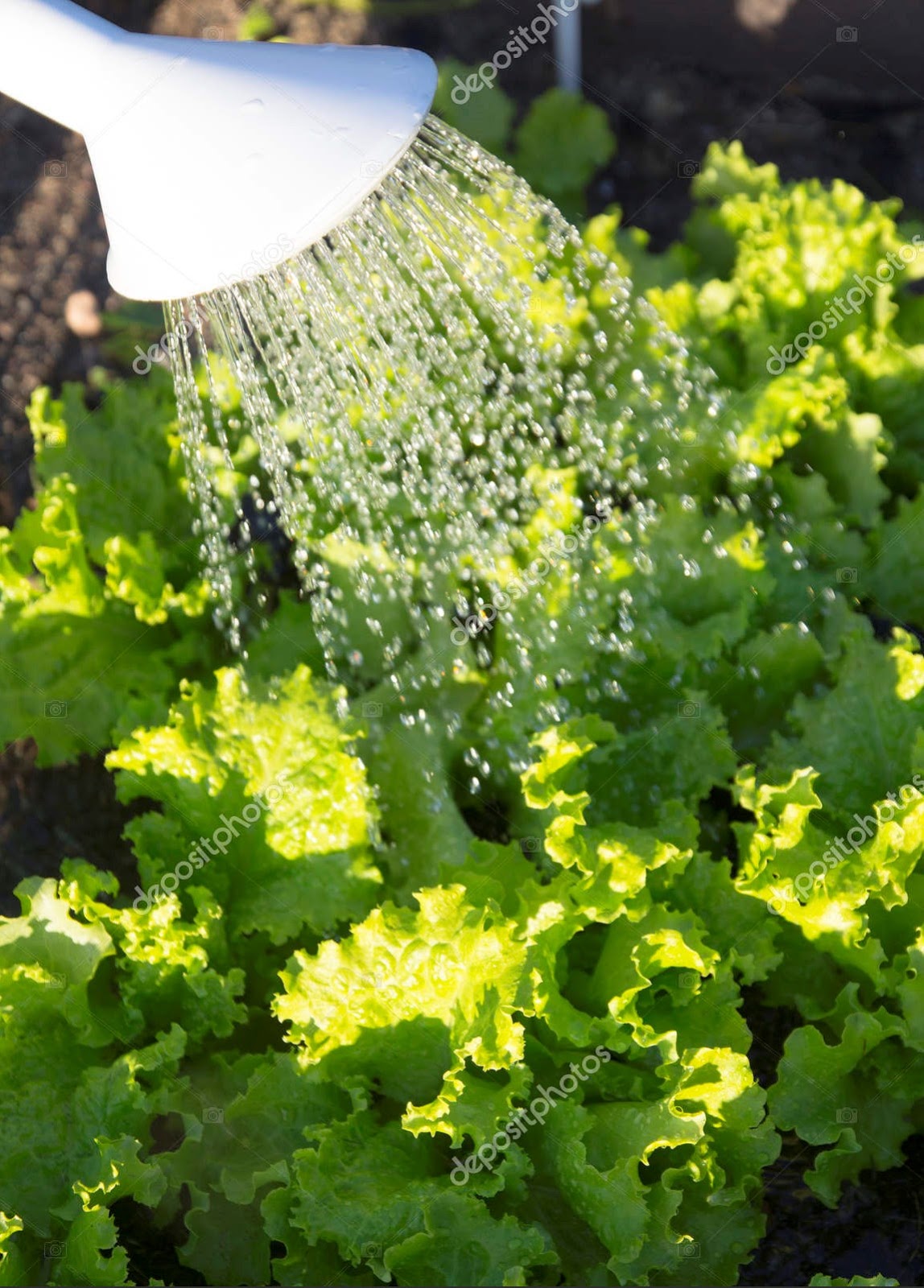 Growing Lush, Green, Crisp Lettuce FRUGAL FARMING! Surviving Covid19
