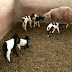 Em caso raro, ovelha dá à luz cinco cordeirinhos no Paraná