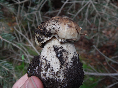 Boletus edulis 23