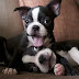 14 Reasons Boston Terriers Are The Cutest Dogs On The Earth