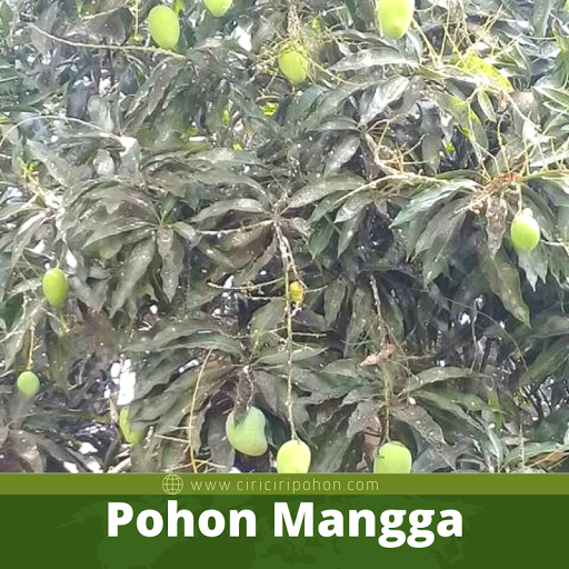 Pohon Mangga