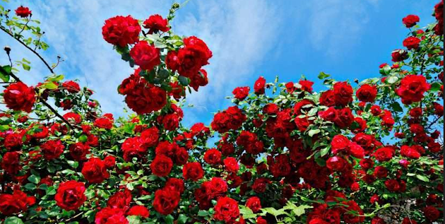 27 Bunga  Mawar  Merah Itu Seperti  Apa Gambar Bunga  HD