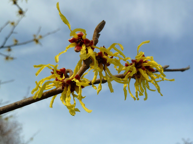 Yellow witchhazel flowers