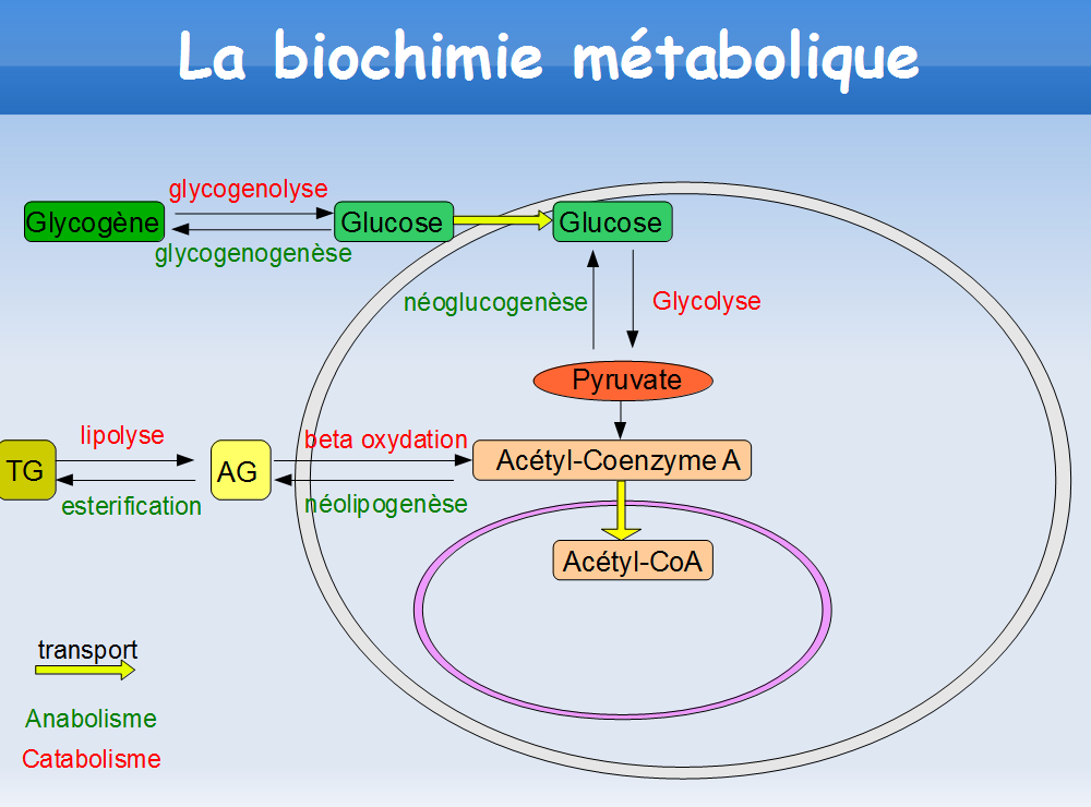Biologie 10 Cours Enzymologie et Biochimie Métabolique svi s4