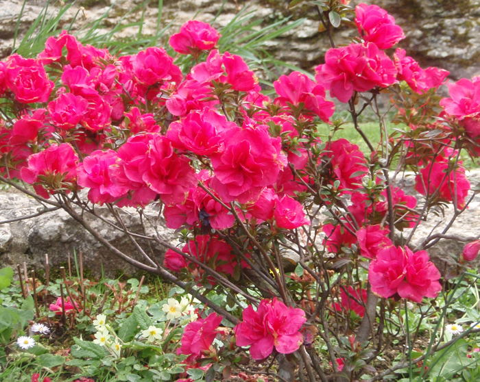 RODODENDROS Y AZALEAS (Rhododendron spp) EN EL JARDÍN