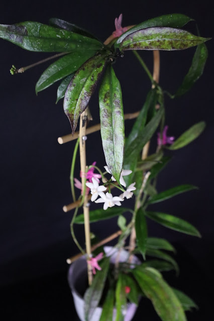 Hoyapassion Hoya griffithii na dobry początek roku