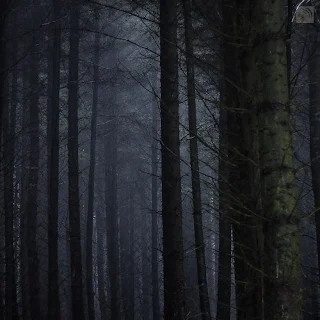 Trees Used in Witch Trial Tests Trees Used in Witch Trial Tests