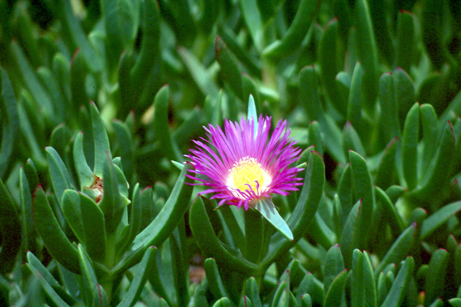 11+ ground cover plants hawaii CelenaMillar