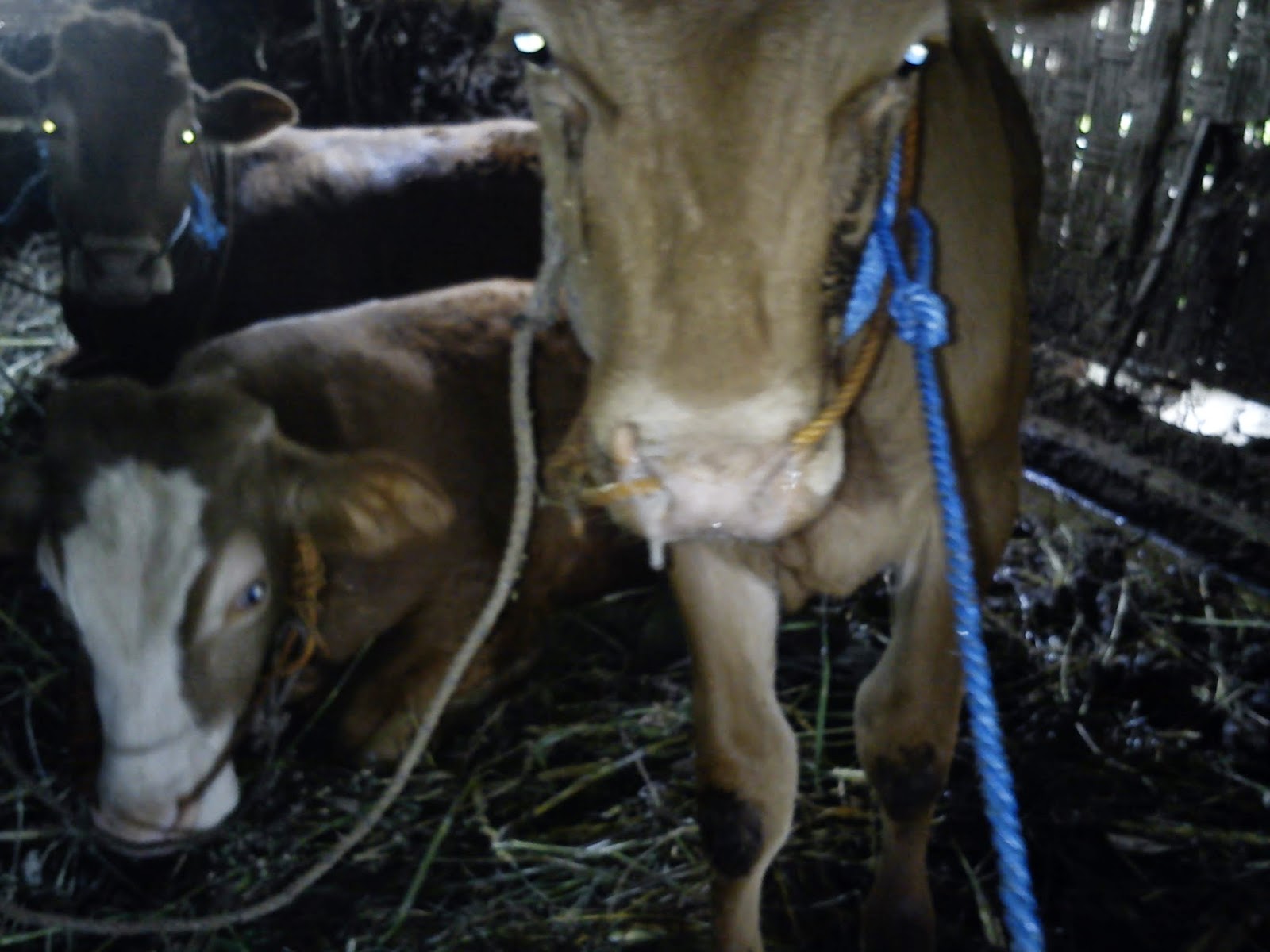 ANIMAL HEALTH SUNDRIES: MANAJEMEN KESEHATAN TERNAK RUMINANSIA ( SAPI )