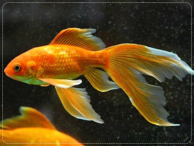 Naja Farm: Supplier Bibit dan Ikan Komet Hias Terbaik di Yogkayarta - #1  JUAL IKAN TERPERCAYA