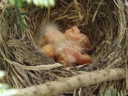 winging birds hatched recently were very