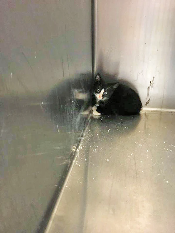 This is about as sad a photo as you'll see of a cat at an animal shelter awaiting adoption or death.