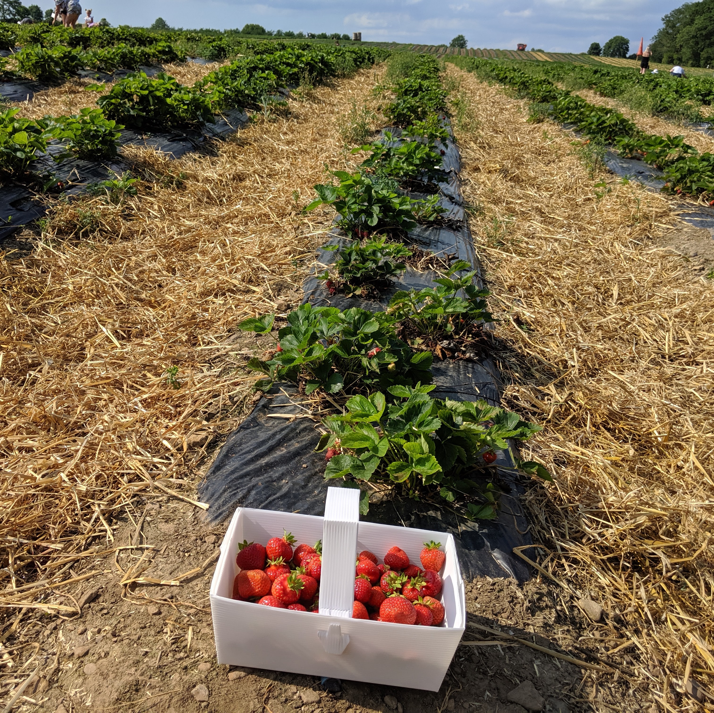 Strawberry Picking in North East England What to Expect this Summer