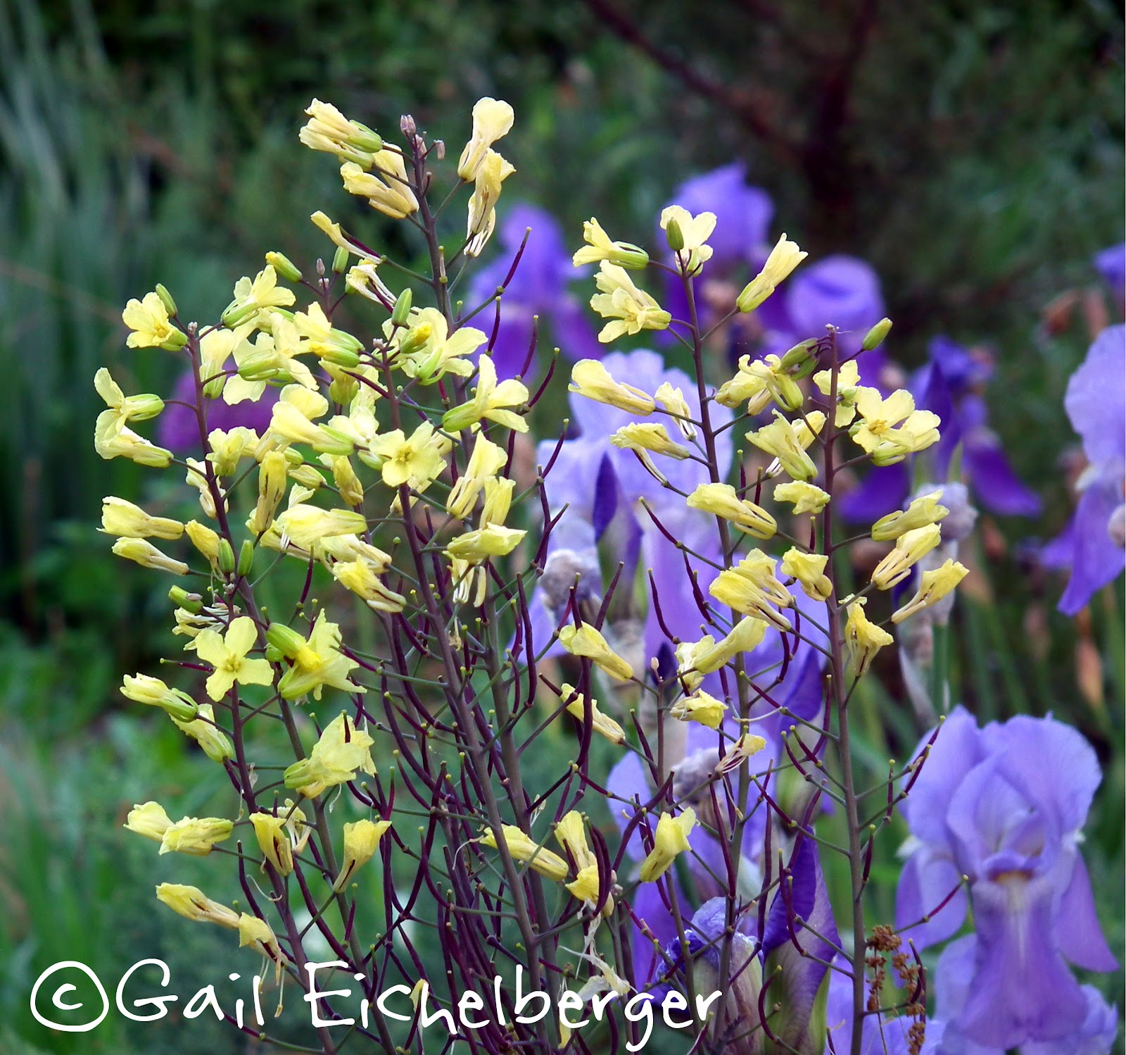 clay and limestone What's Blooming At Clay and Limestone!
