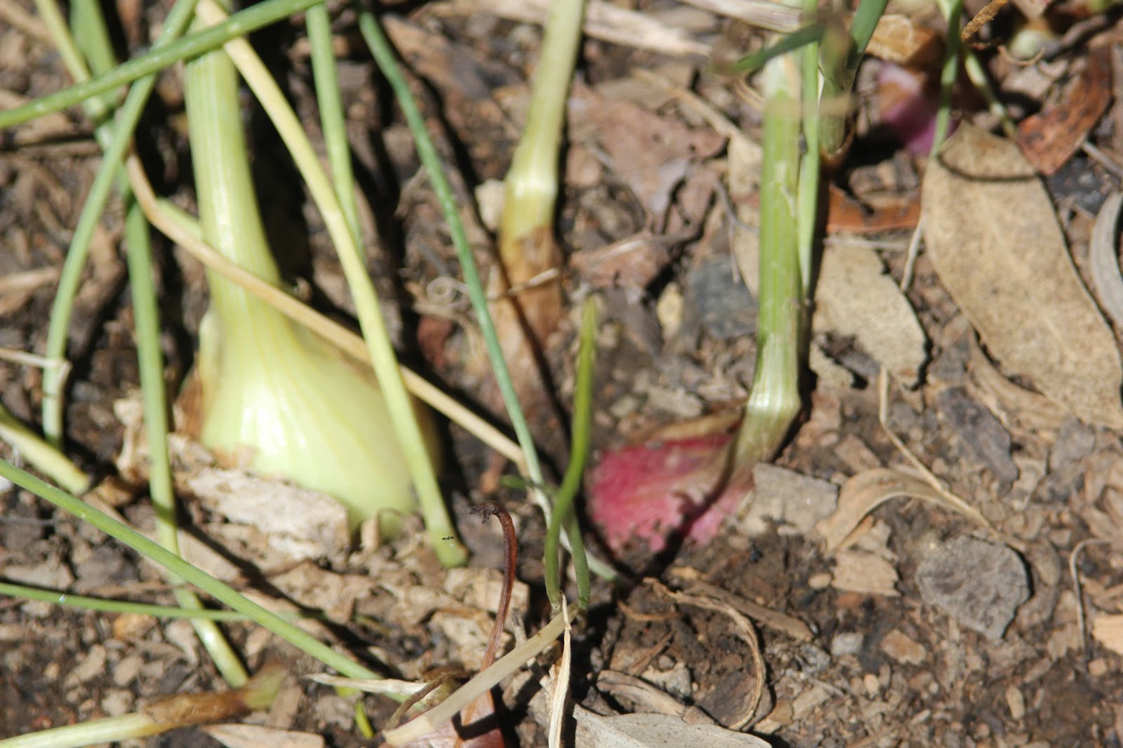 Mudflower True potato onion seeds Australia