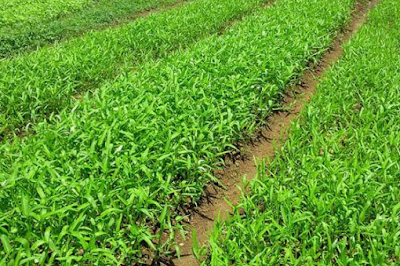 Ifandhamyi Berbagi Informasi: Pecinta Sayur Kangkung ...